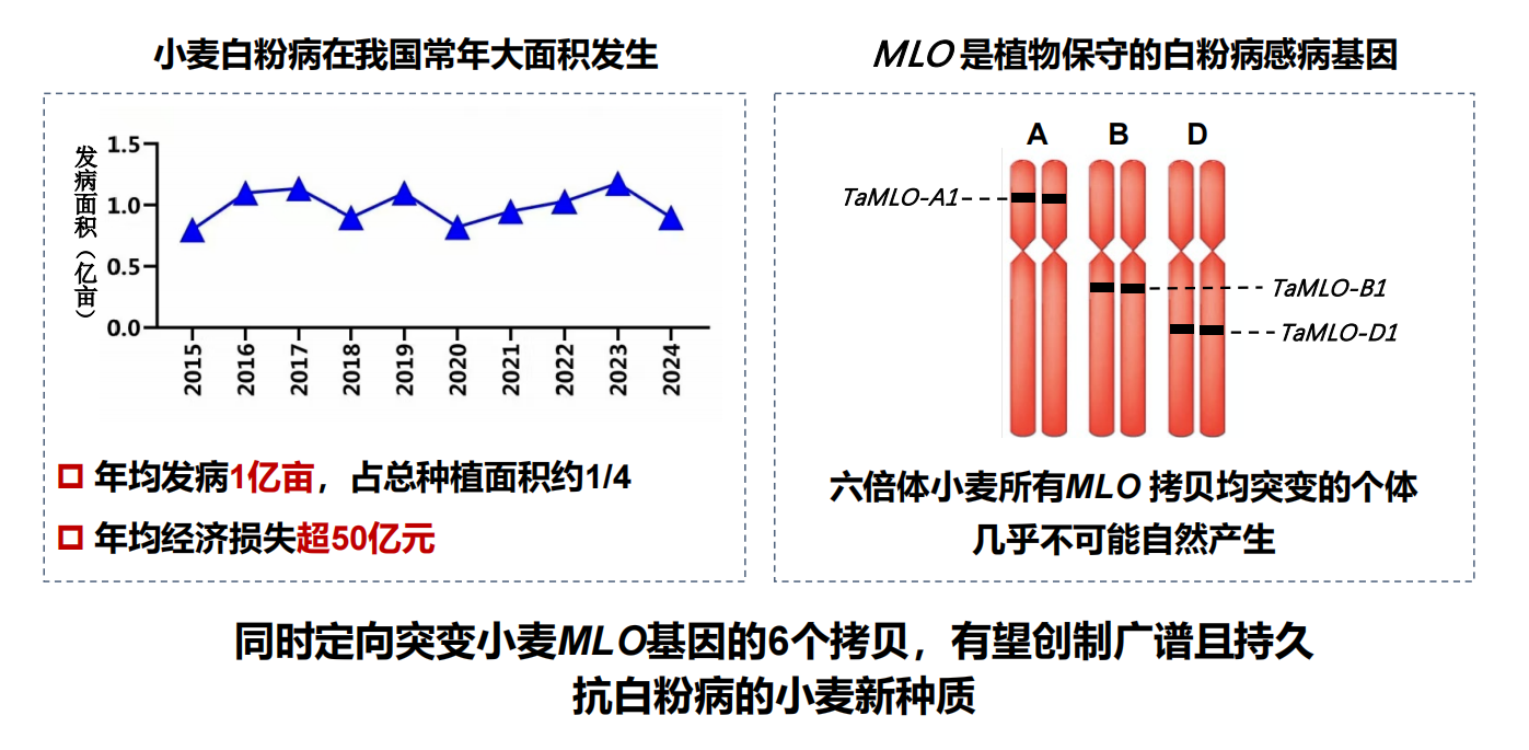 ​基因编辑攻克白粉病难题，让小麦抗病又高产
