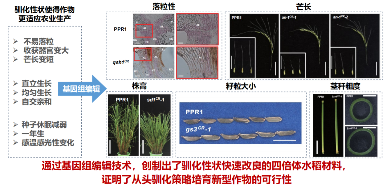 基因编辑让野生稻“从头驯化”，万年历程缩至数年