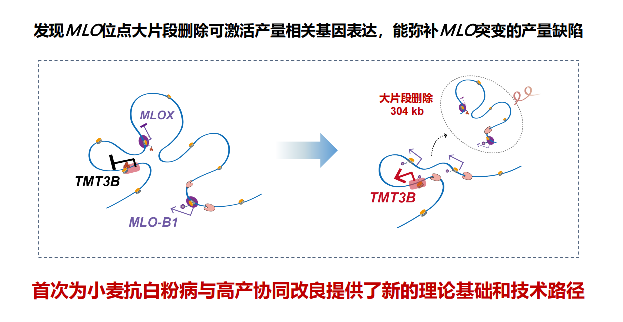 ​基因编辑攻克白粉病难题，让小麦抗病又高产