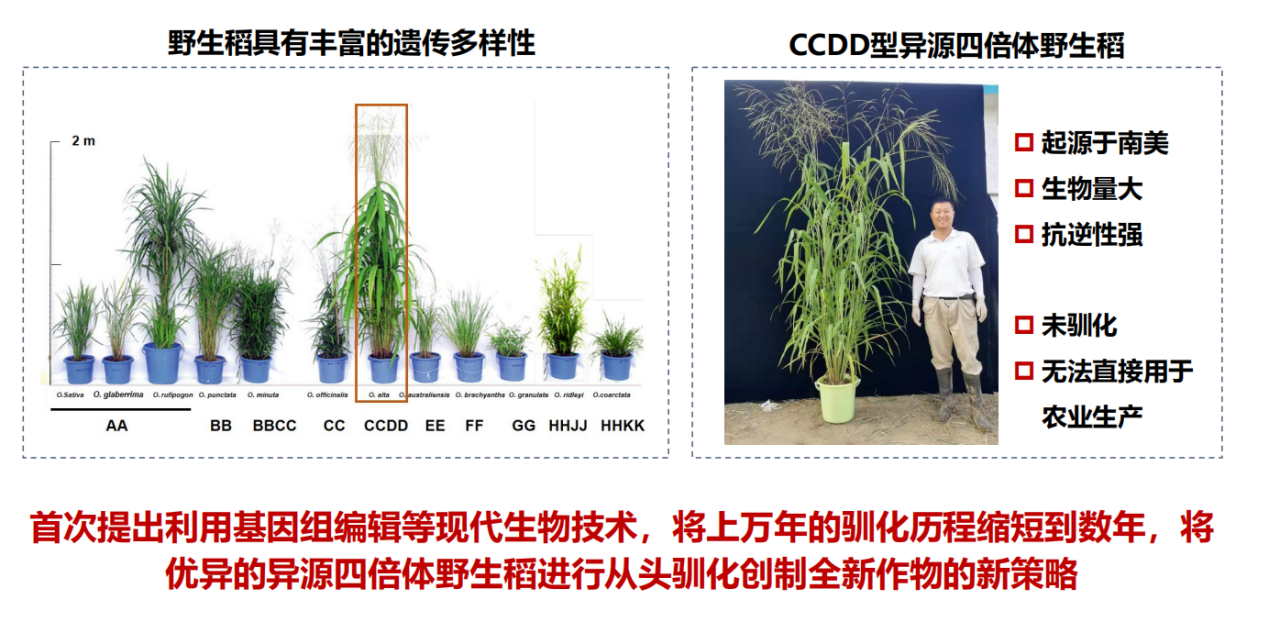 基因编辑让野生稻“从头驯化”，万年历程缩至数年
