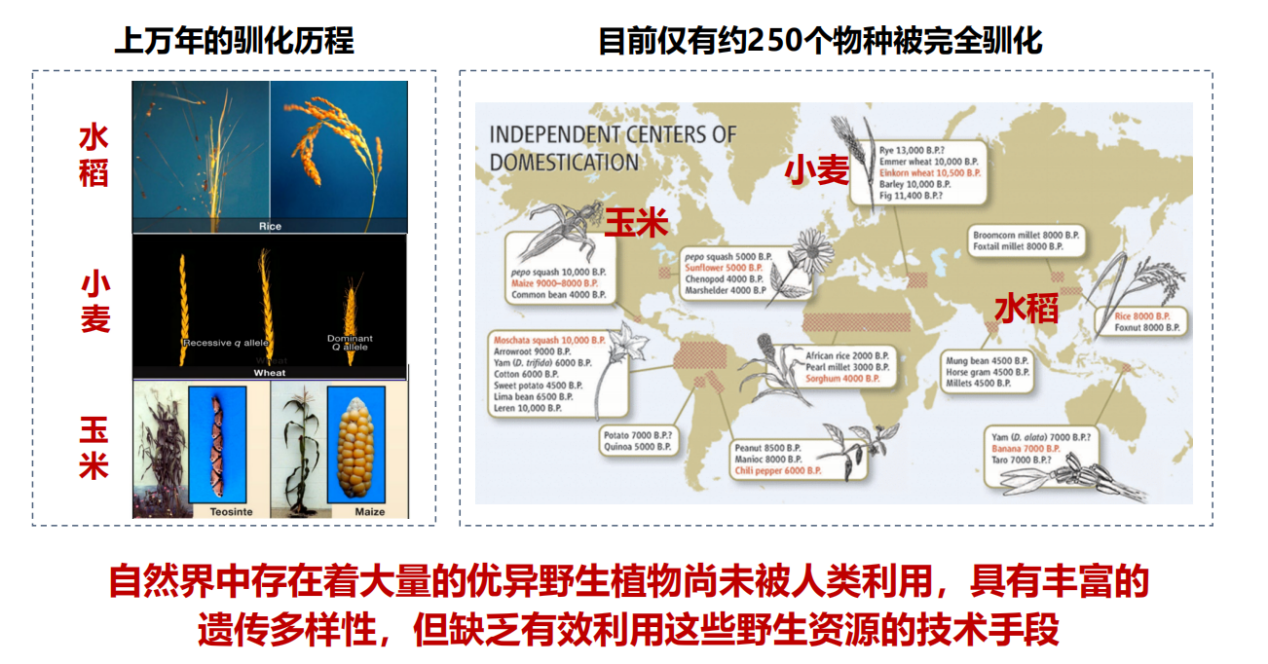 基因编辑让野生稻“从头驯化”，万年历程缩至数年