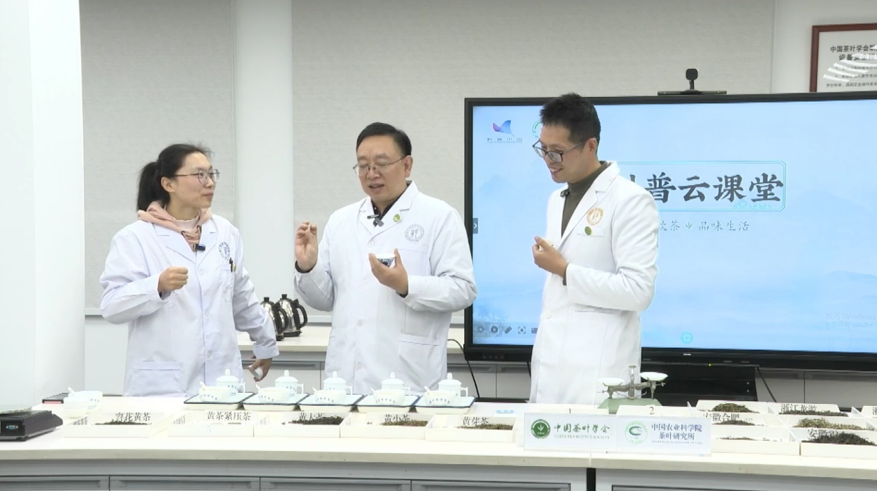 科学“找茬”辨黄茶，黄茶科学品鉴云课堂开讲