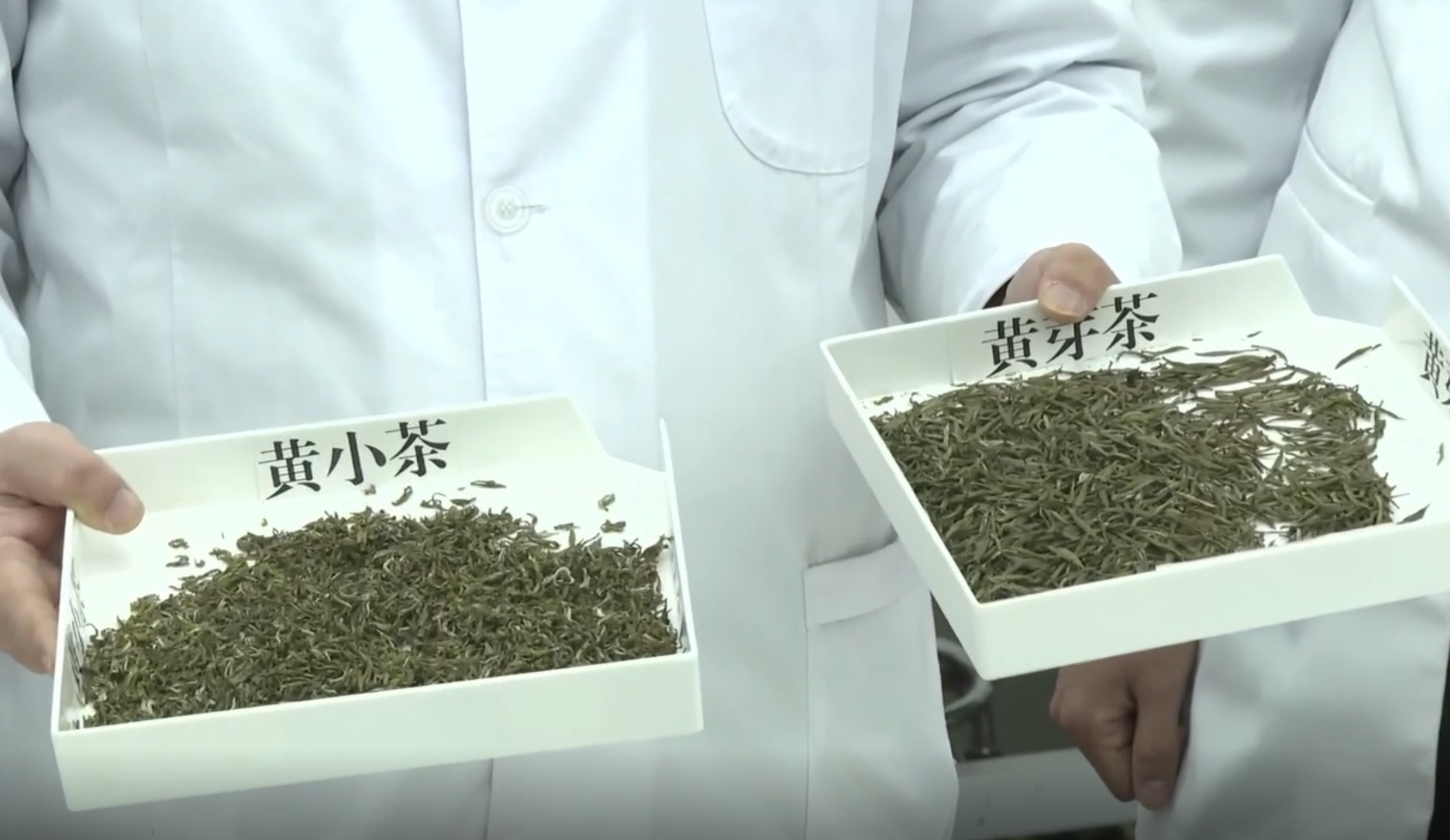 科学“找茬”辨黄茶，黄茶科学品鉴云课堂开讲