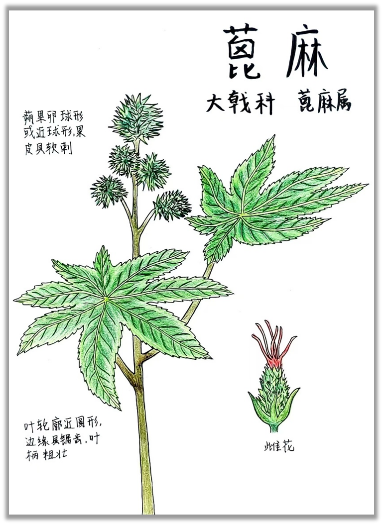 自然笔记:一种理解世界的独特视角 自然笔记:一种理解世界的独特视角