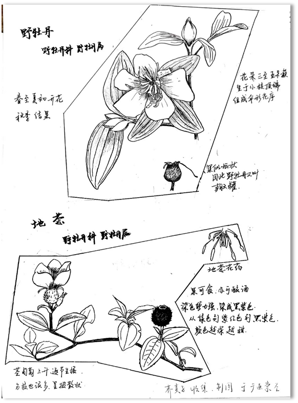 自然笔记:一种理解世界的独特视角 自然笔记:一种理解世界的独特视角