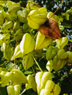 自然笔记:一种理解世界的独特视角 自然笔记:一种理解世界的独特视角