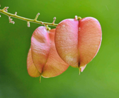 自然笔记:一种理解世界的独特视角 自然笔记:一种理解世界的独特视角