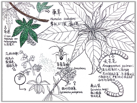 自然笔记:一种理解世界的独特视角 自然笔记:一种理解世界的独特视角