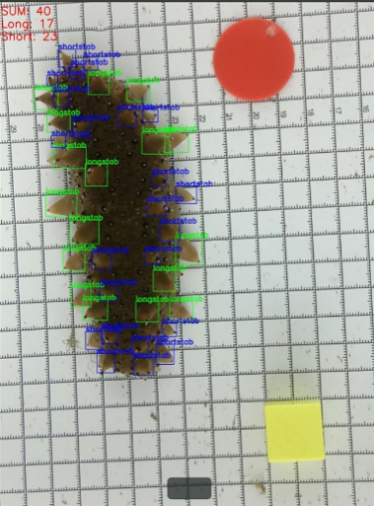 深海“选秀”来了！生物育种4.0选出“水产顶流”