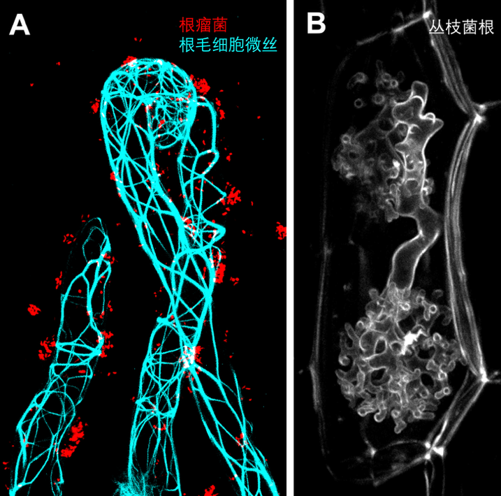 【科研论文科普解读】4亿年前的邀请函：植物如何把微生物“请进门”
