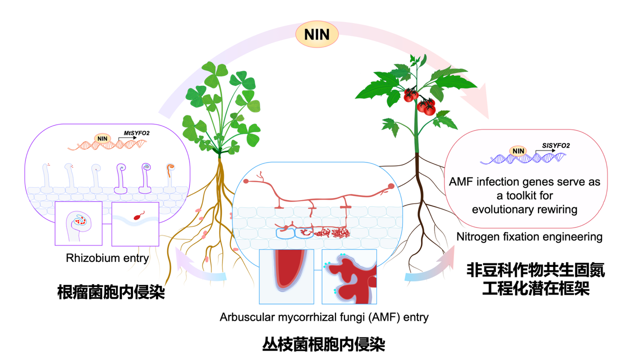 【科研论文科普解读】4亿年前的邀请函：植物如何把微生物“请进门”