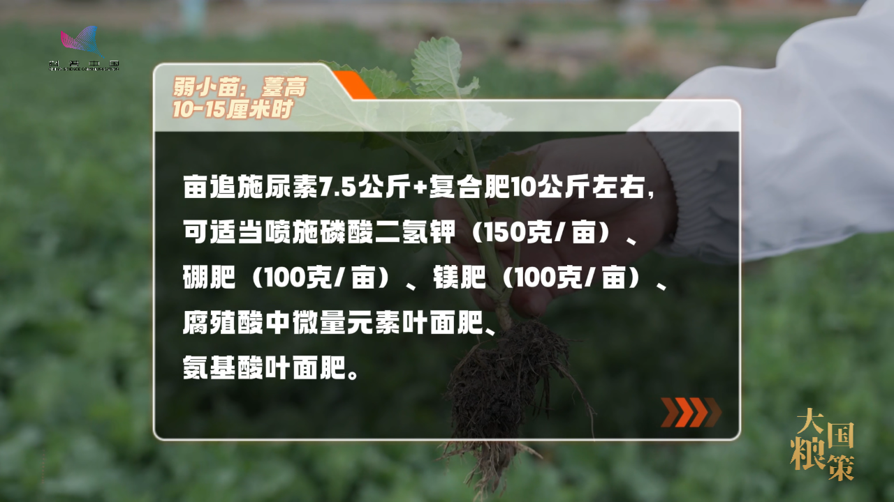 油菜抽薹开花，这份田间管理攻略请收好！