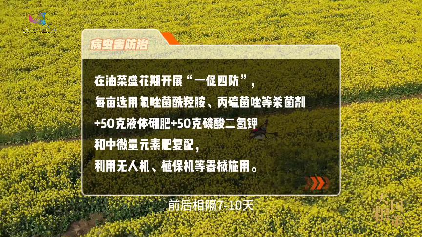 油菜抽薹开花，这份田间管理攻略请收好！