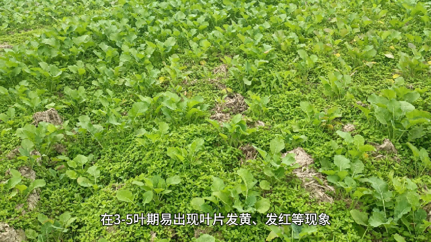 湿田种油菜三步走：开好沟、选对法、管到收