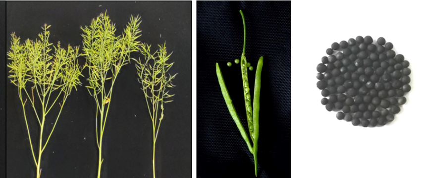 直播油菜春季咋管?这些要点要记牢 直播油菜春季咋管?这些要点要记牢