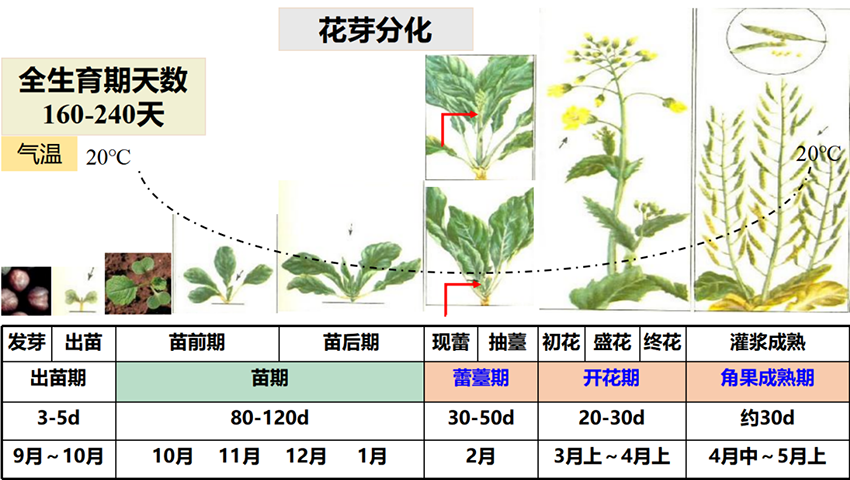 直播油菜春季咋管?这些要点要记牢 直播油菜春季咋管?这些要点要记牢
