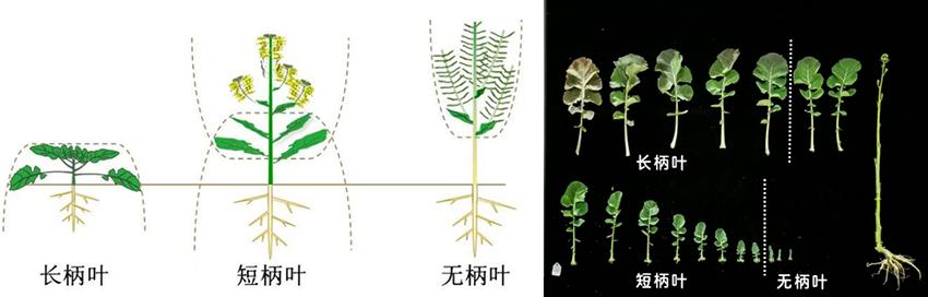 直播油菜春季咋管?这些要点要记牢 直播油菜春季咋管?这些要点要记牢