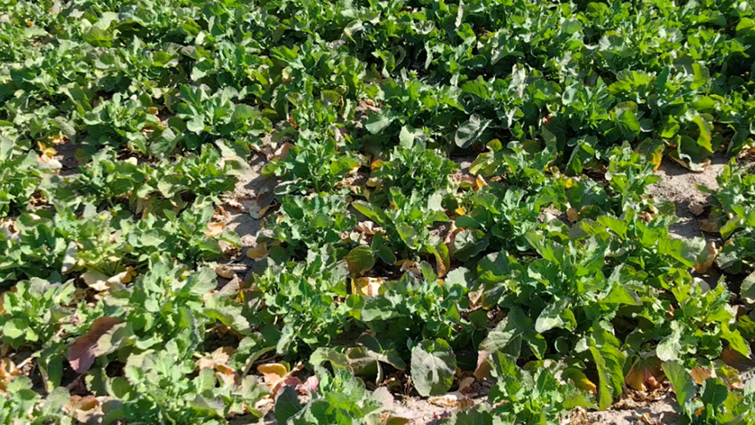 直播油菜春季咋管？这些要点要记牢