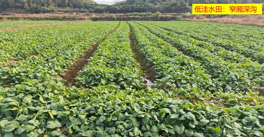 直播油菜春季咋管？这些要点要记牢