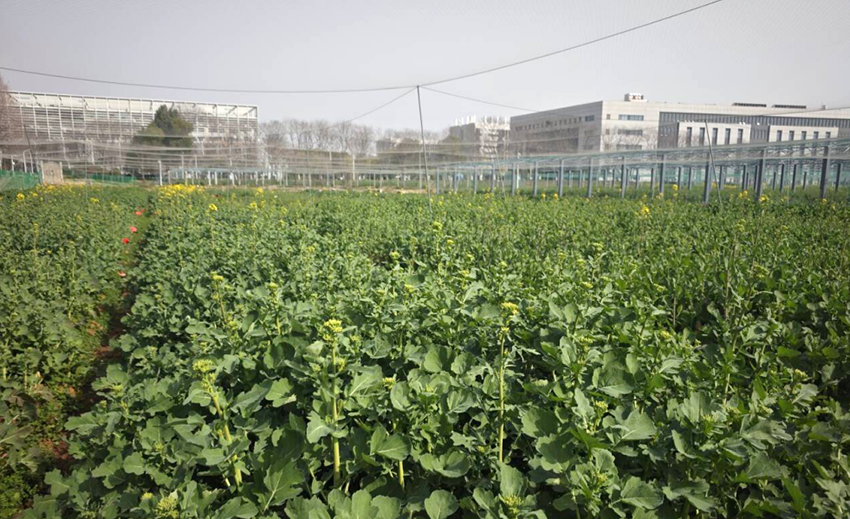 直播油菜春季咋管?这些要点要记牢 直播油菜春季咋管?这些要点要记牢