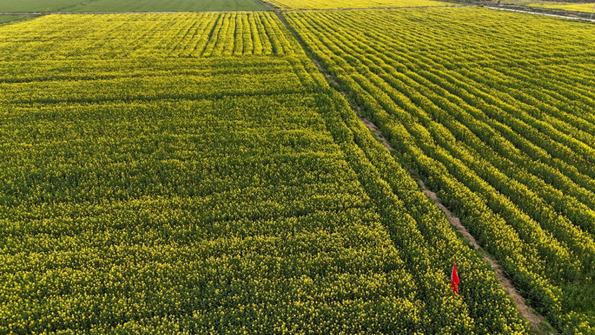直播油菜春季咋管?这些要点要记牢 直播油菜春季咋管?这些要点要记牢