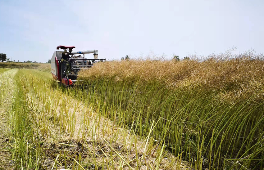 直播油菜春季咋管?这些要点要记牢 直播油菜春季咋管?这些要点要记牢