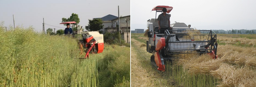 直播油菜春季咋管?这些要点要记牢 直播油菜春季咋管?这些要点要记牢