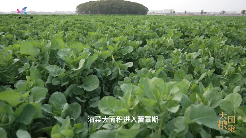 油菜抽薹开花，这份田间管理攻略请收好！