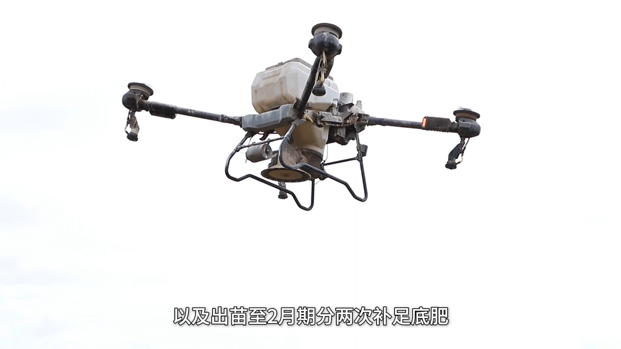 湿田种油菜三步走：开好沟、选对法、管到收