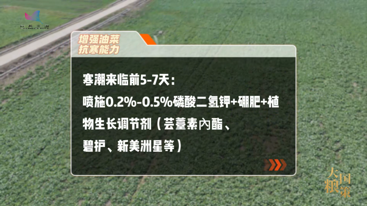 油菜抽薹开花，这份田间管理攻略请收好！