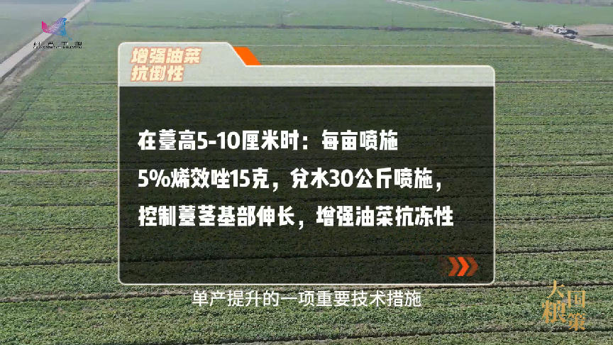 油菜抽薹开花，这份田间管理攻略请收好！