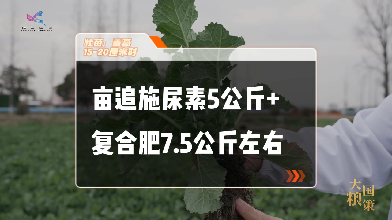 油菜抽薹开花，这份田间管理攻略请收好！