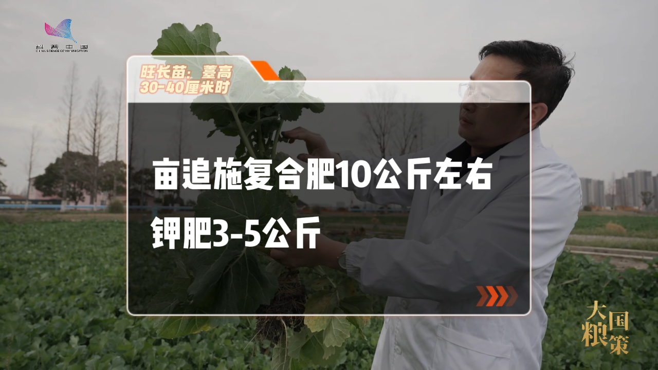 油菜抽薹开花，这份田间管理攻略请收好！