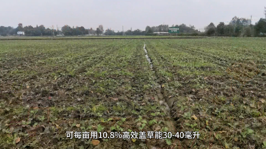 湿田种油菜三步走：开好沟、选对法、管到收