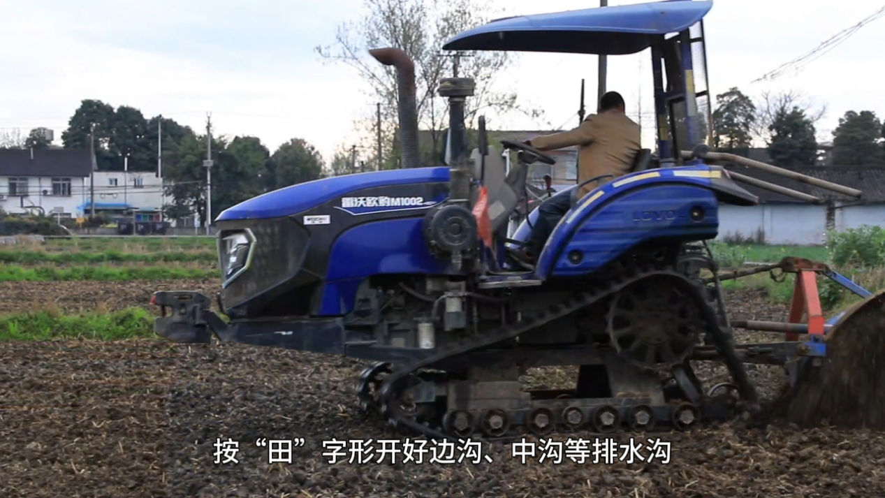 湿田种油菜三步走：开好沟、选对法、管到收