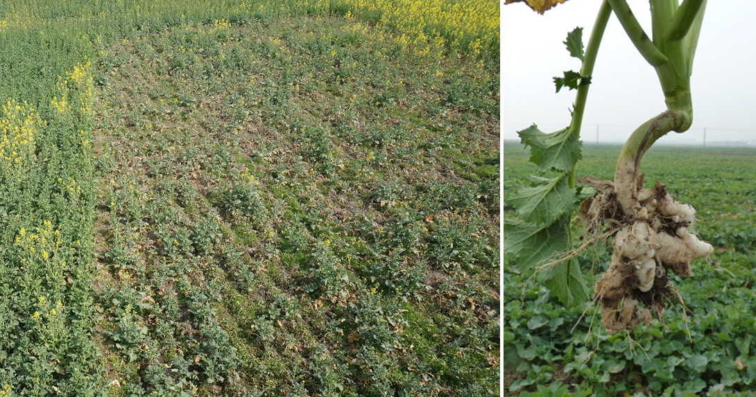 油菜丰收保卫战：看懂病虫害，科学来防控