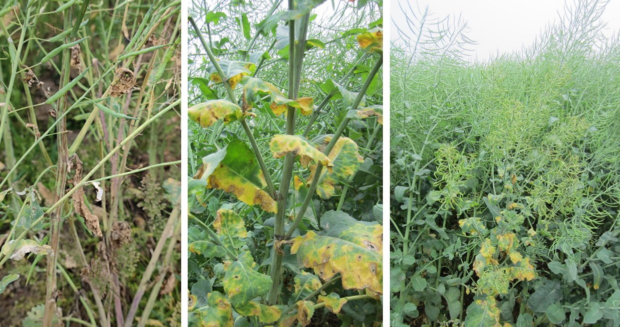 油菜丰收保卫战：看懂病虫害，科学来防控