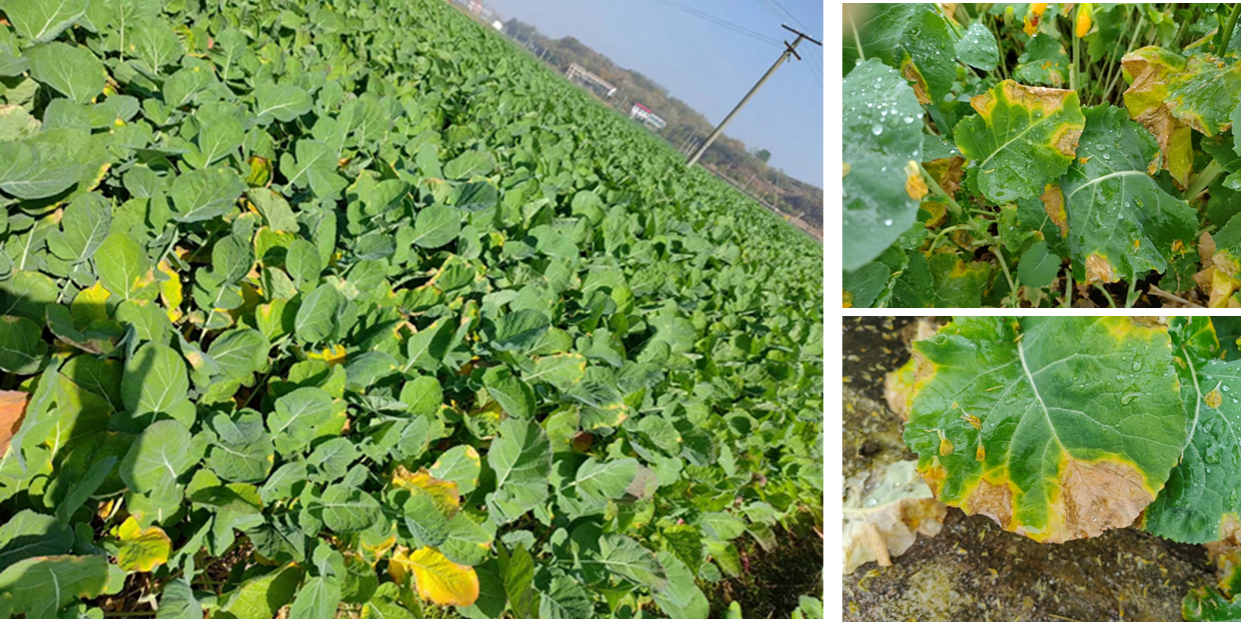 油菜丰收保卫战：看懂病虫害，科学来防控