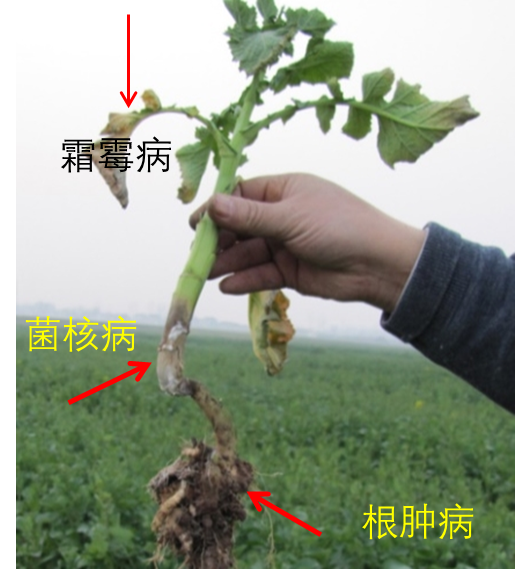 油菜丰收保卫战：看懂病虫害，科学来防控