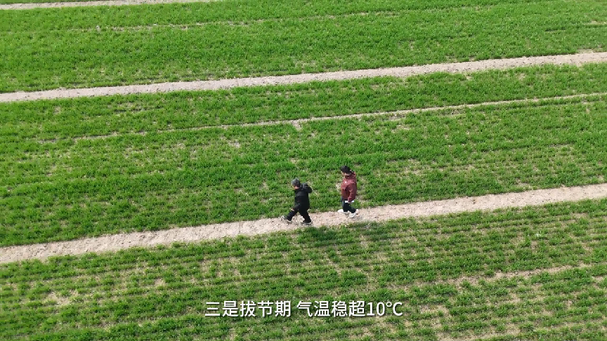 小麦春管黄金20天，农业科普教你“看苗下菜”