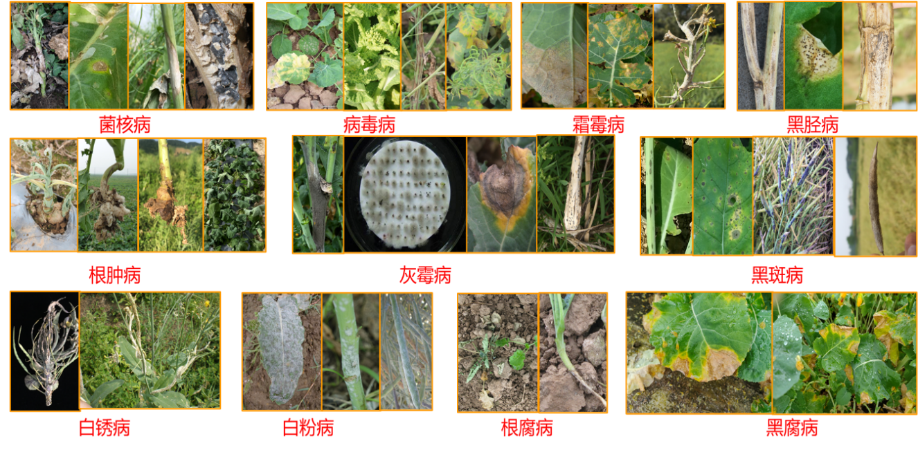 油菜丰收保卫战：看懂病虫害，科学来防控