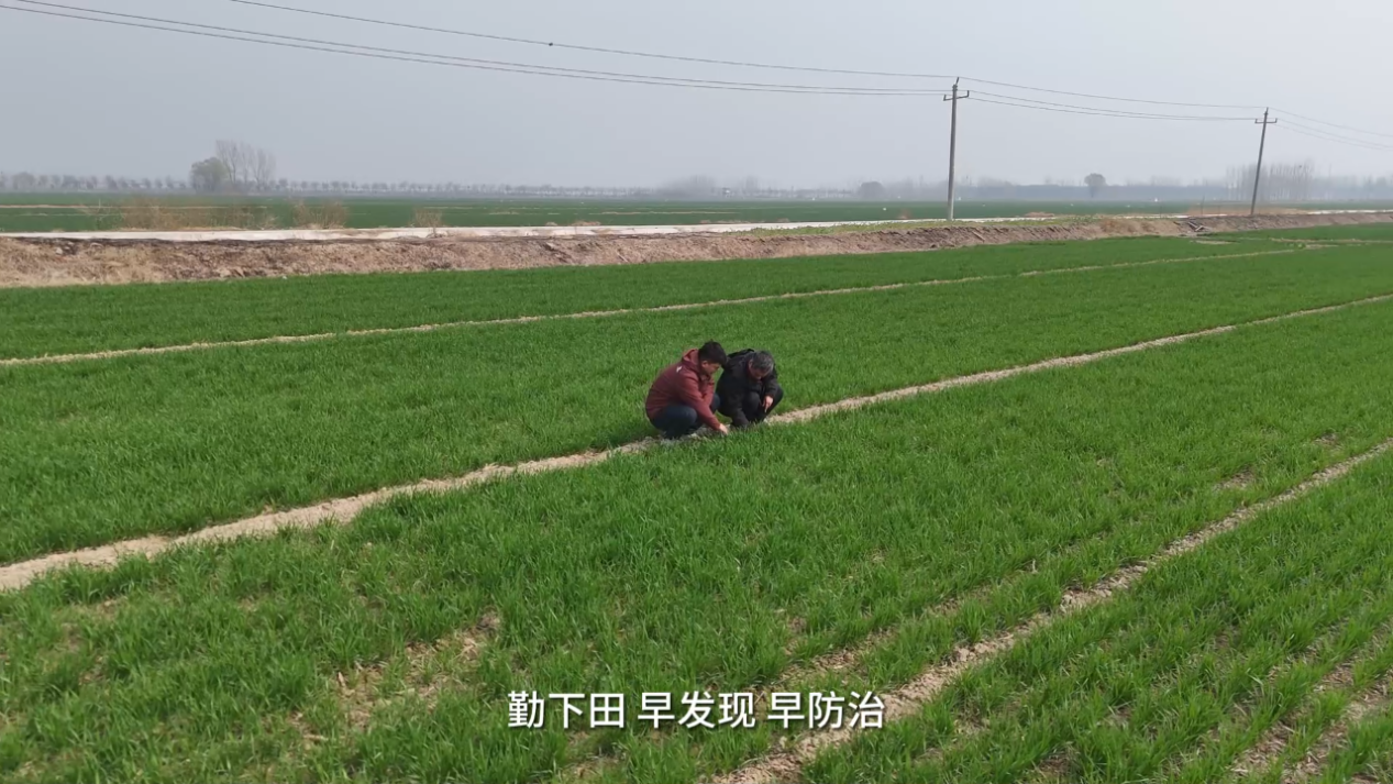 小麦春管黄金20天，农业科普教你“看苗下菜”