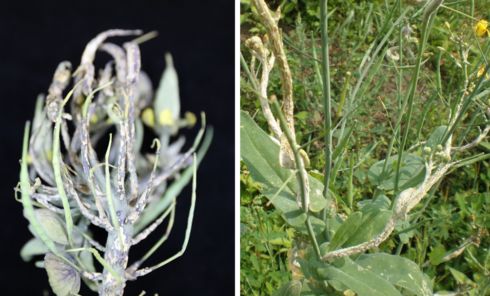 油菜丰收保卫战：看懂病虫害，科学来防控