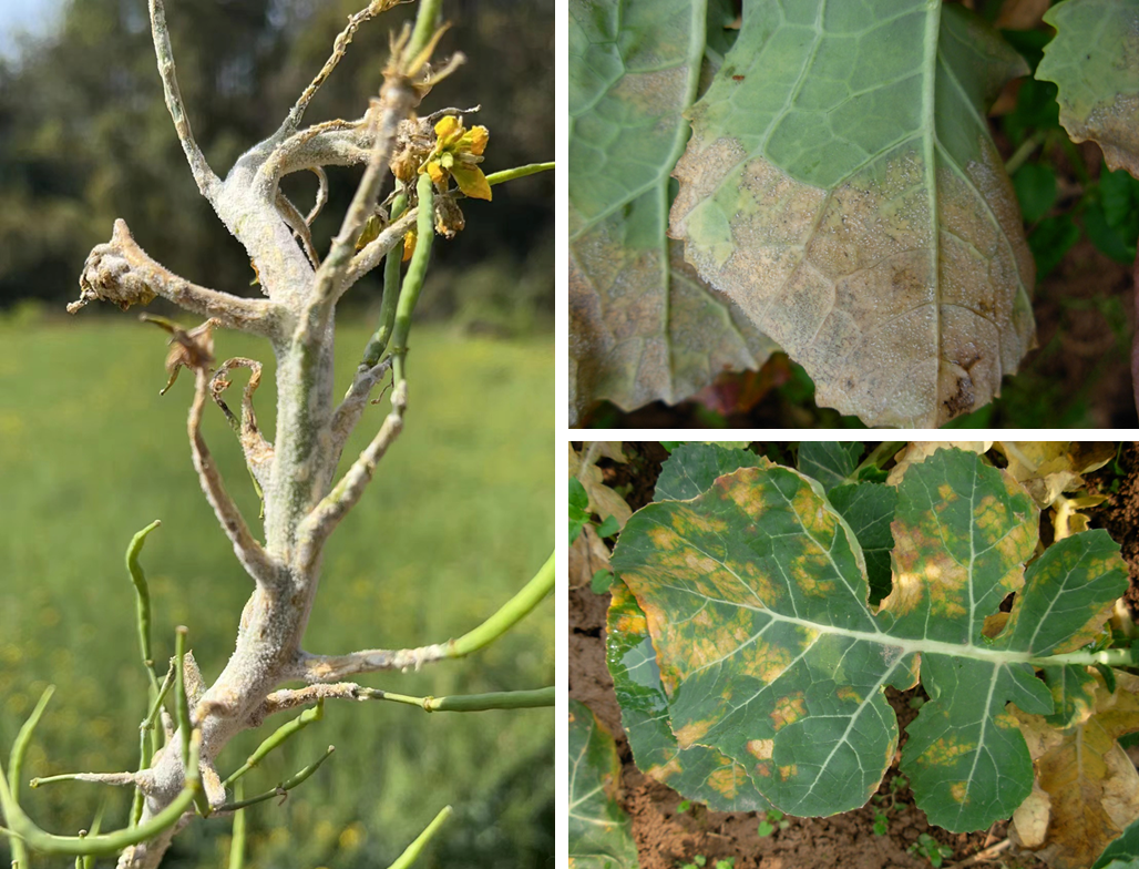 油菜丰收保卫战：看懂病虫害，科学来防控