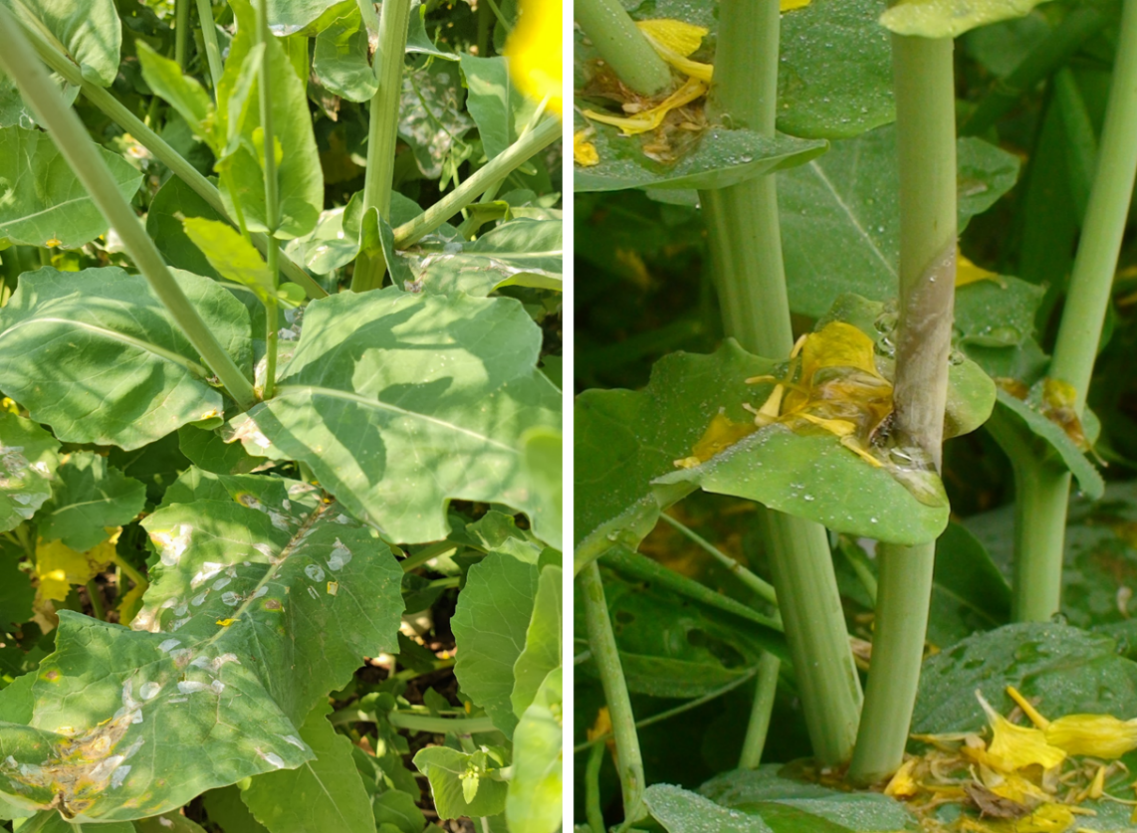 油菜丰收保卫战：看懂病虫害，科学来防控