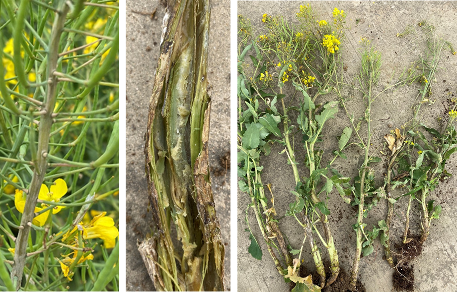 油菜丰收保卫战：看懂病虫害，科学来防控