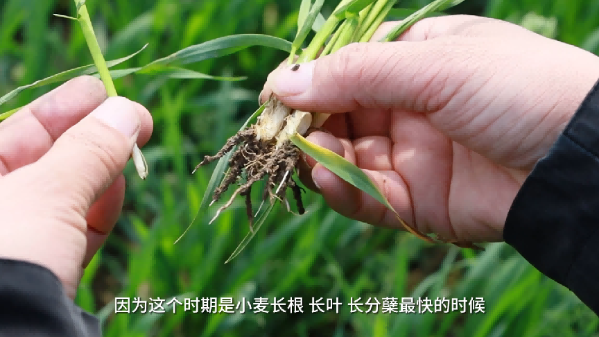小麦春管黄金20天，农业科普教你“看苗下菜”