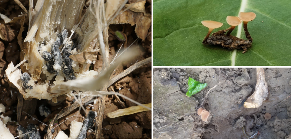 油菜丰收保卫战：看懂病虫害，科学来防控