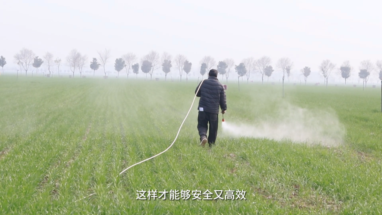 小麦春管黄金20天，农业科普教你“看苗下菜”