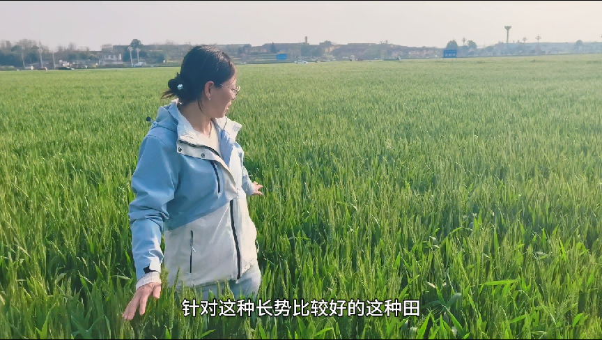 小麦苗情有早有晚怎么办？苗弱补肥、天旱灌水、苗旺防病